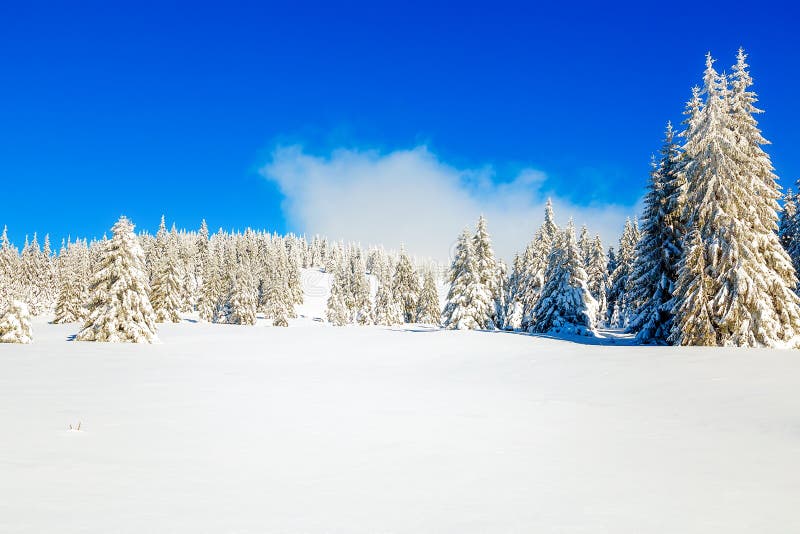 Beautiful mountain snowy landscape and snow covered trees. Beautiful sunny day in the mountains.