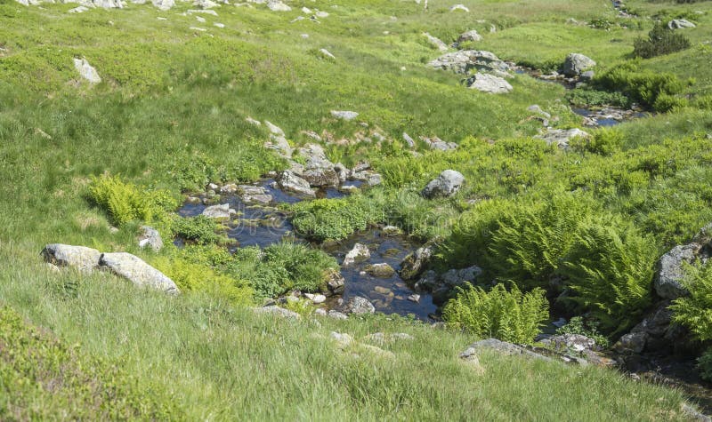 Beautiful mountain stream cascade flows between lush green grass, moss, fern leaves and yellow flowers, Western Tatras