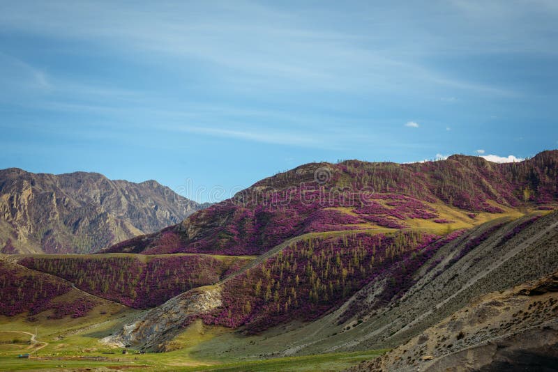Beautiful mountains in sunny day and fantastic blue sky with white clouds. Pink rhododendron flowers on mountain slope springtime stock photography Beautiful mountains in sunny day and fantastic blue sky with white clouds. Pink rhododendron flowers on mountain slope springtime stock photography