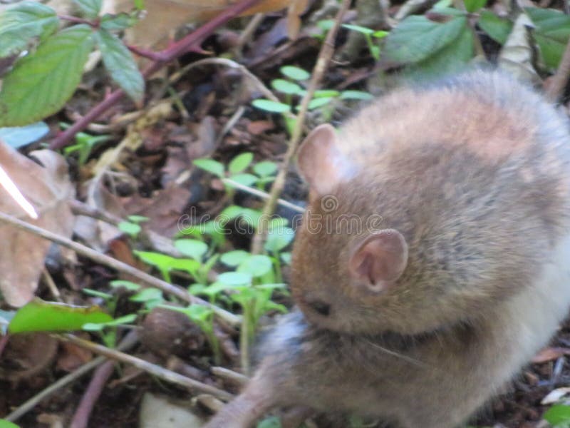 Beautiful Mouse in the Countryside Looking for Food Stock Image Biology Diagrams