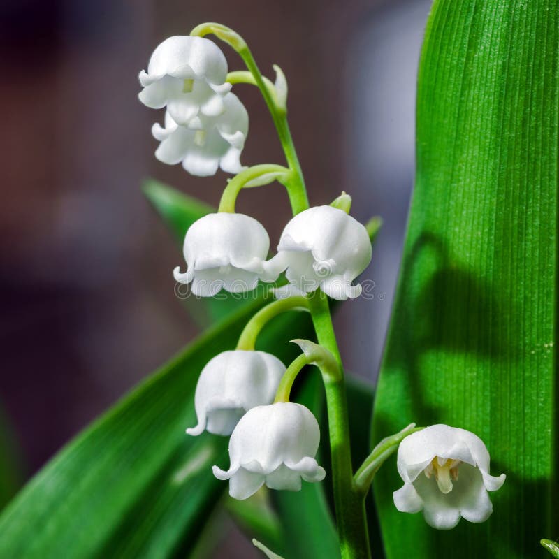 6 Muguet Photos Free Royalty Free Stock Photos From Dreamstime