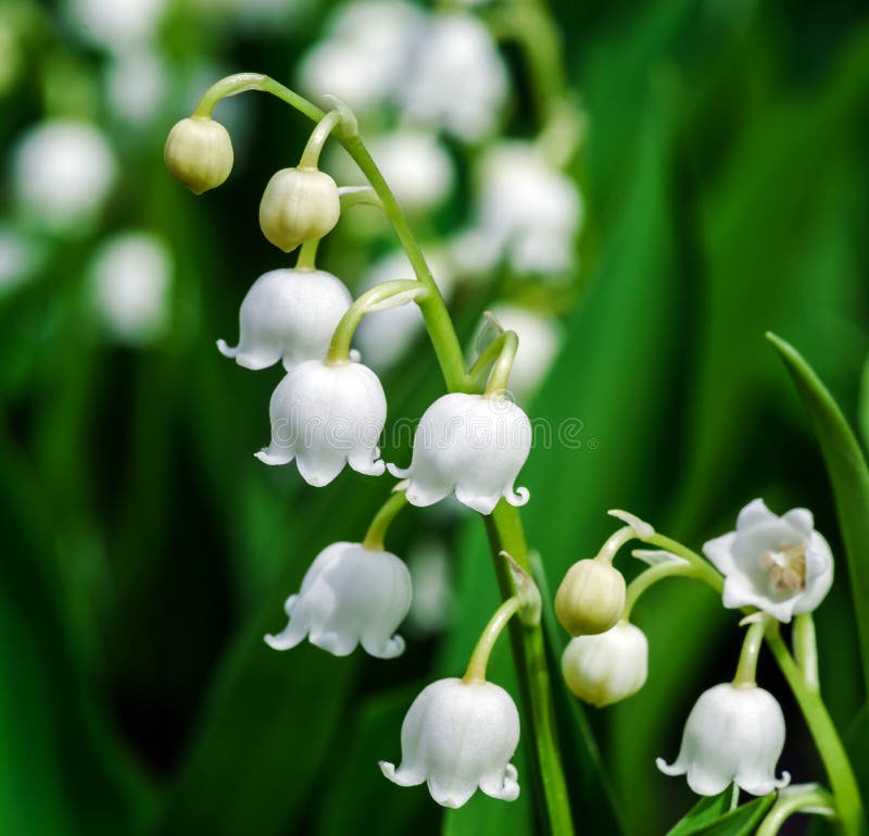 6 Muguet Photos Free Royalty Free Stock Photos From Dreamstime