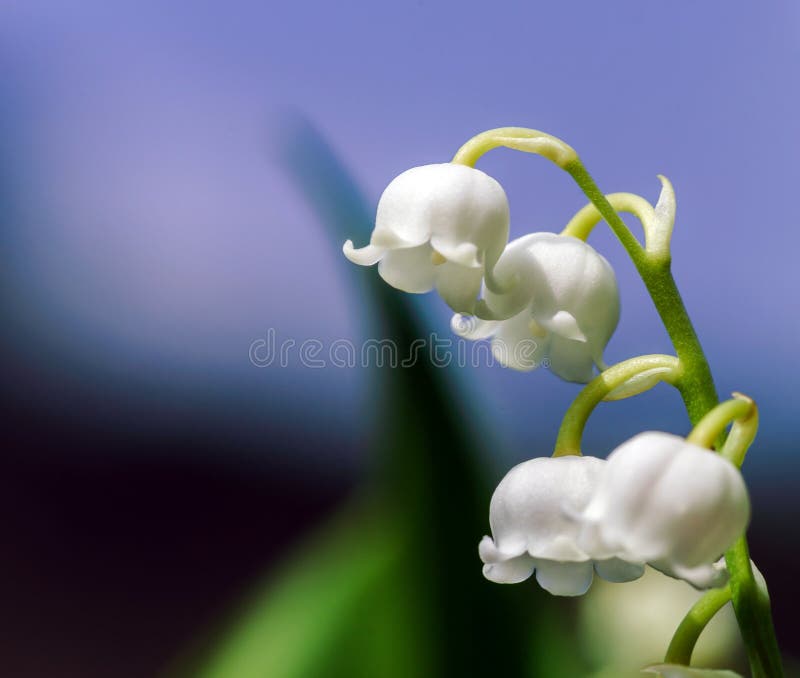 6 Muguet Photos Free Royalty Free Stock Photos From Dreamstime
