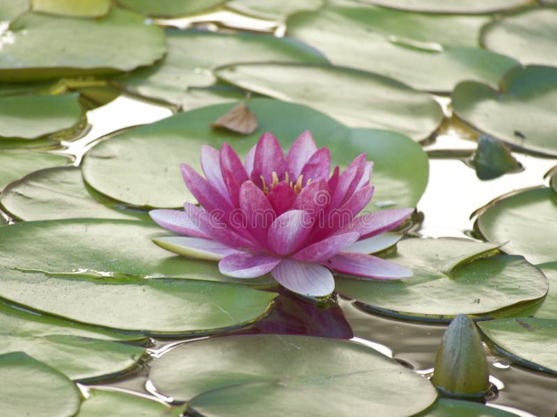 Beautiful Multi ColorBeautiful Lotus White Color Blossom in the Water