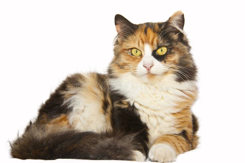 5+ Long Haired Calico Cat AlineRayhan