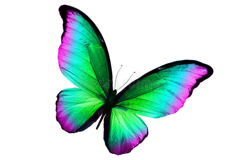 Beautiful Multicolor Butterfly Isolated on White Background Stock Image