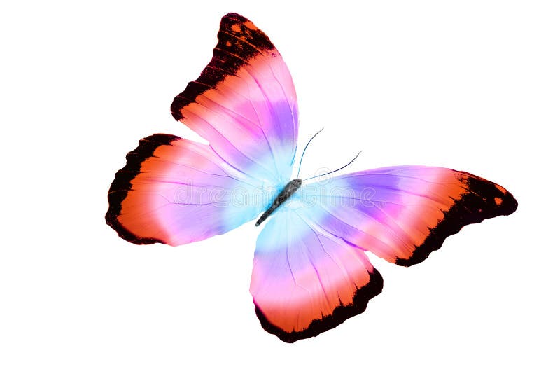Beautiful Multicolor Butterfly Isolated on White Background Stock Image