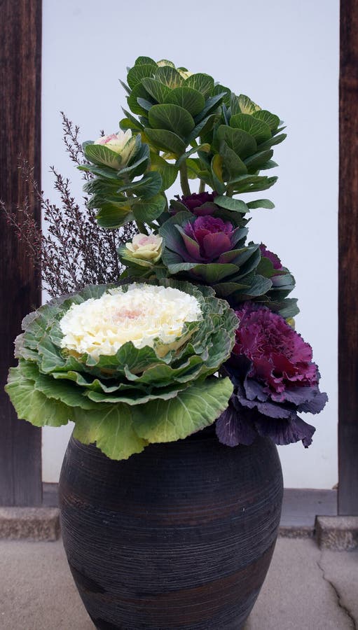 Cabbage flower composition stock photo. Image of decoration 106572174