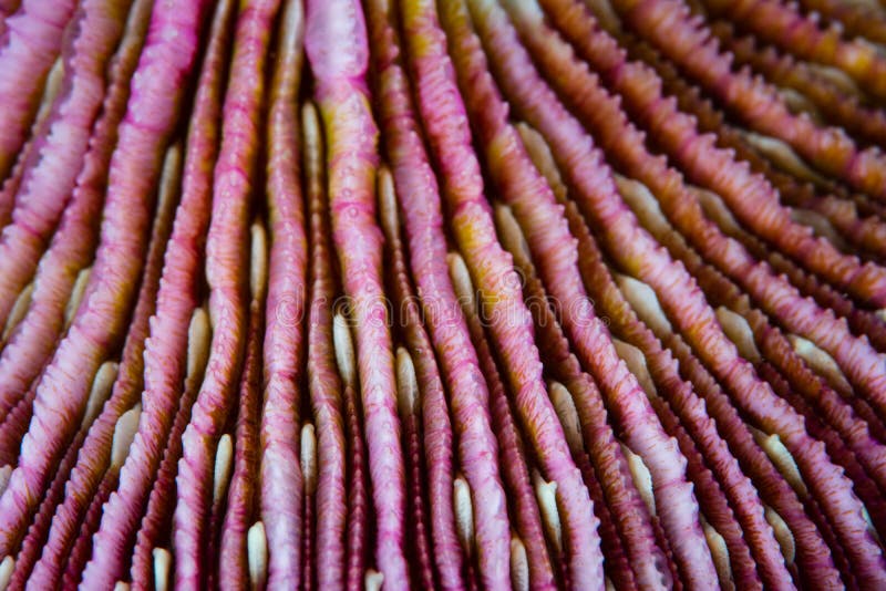 Beautiful Mushroom Coral Detail