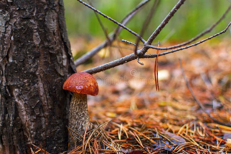 171 Mushroom Under Spruce Tree Stock Photos Free & RoyaltyFree Stock