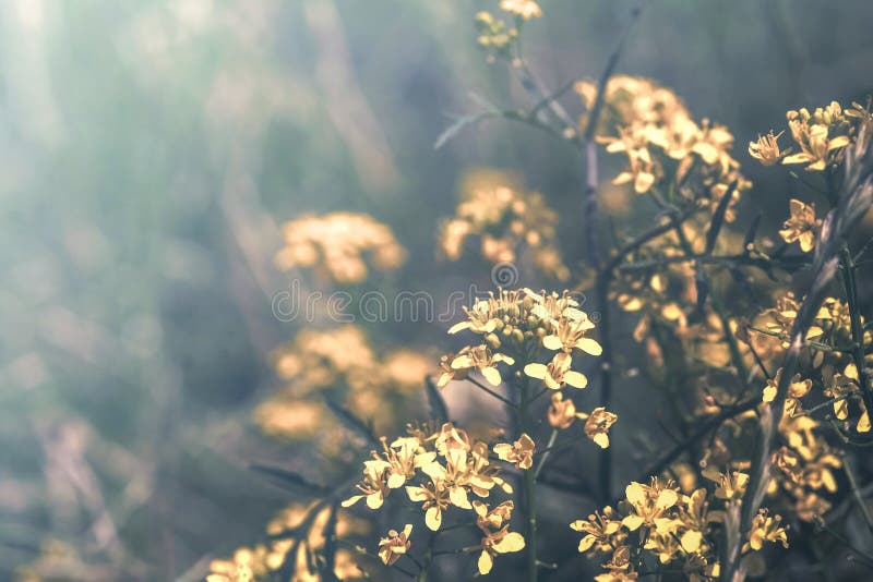 Beautiful mustard yellow flowers blossom on wild field in sunset light. Shallow depth. Abstract nature background. Creative pastel