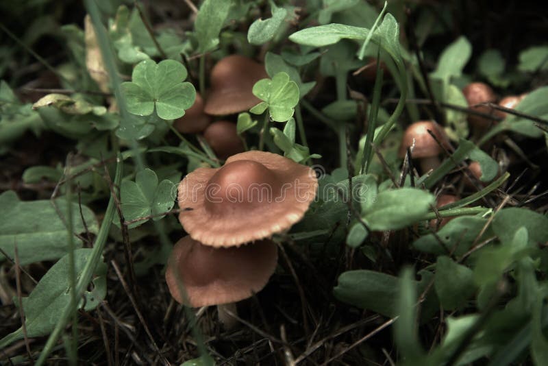 Enchanted Forest Ireland, Rustic Wild Mushrooms and Clover Mystical Forest Vegetation, Beautiful Nature. Irish Celtic, Mystical