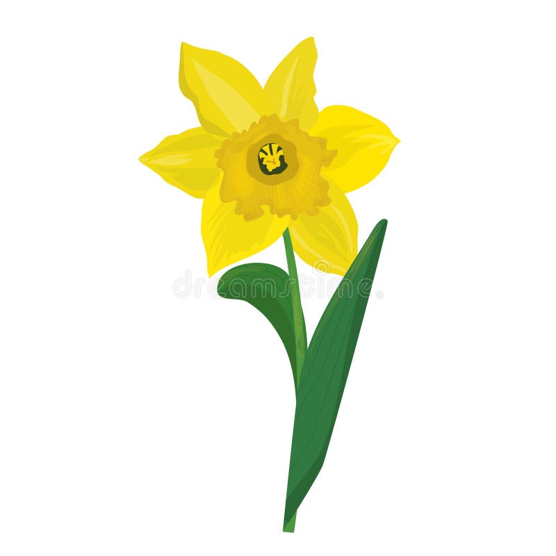 Beautiful Narcissus Flower for Cards, Posters, Textile Etc. Cartoon ...