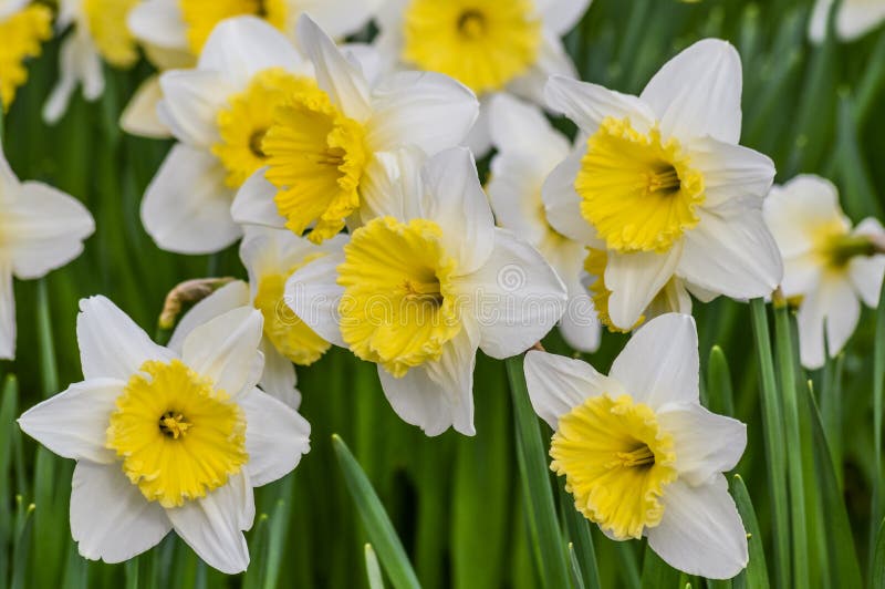 Beautiful Narcissus Flowers Field Closeup in Spring Stock Photo Image of garden, natural 89261754