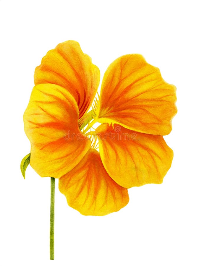 Beautiful nasturtium isolated on white background. Yellow and orange bright flower. Botanical realistic art. Watercolor painting. royalty free illustration Beautiful nasturtium isolated on white background. Yellow and orange bright flower. Botanical realistic art. Watercolor painting. royalty free illustration