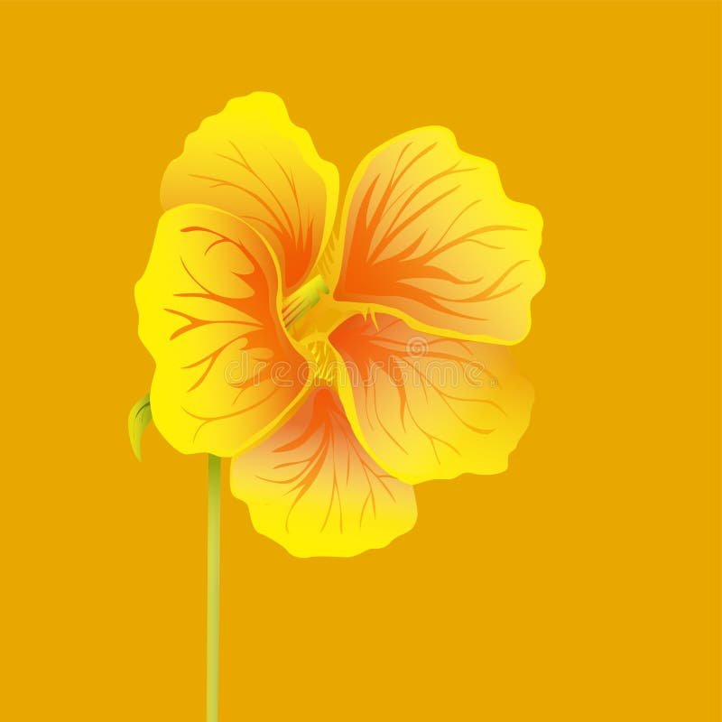 Beautiful nasturtium. Yellow and orange bright flower. Botanical realistic art. Hand drawn detailed vector illustration. royalty free illustration Beautiful nasturtium. Yellow and orange bright flower. Botanical realistic art. Hand drawn detailed vector illustration. royalty free illustration