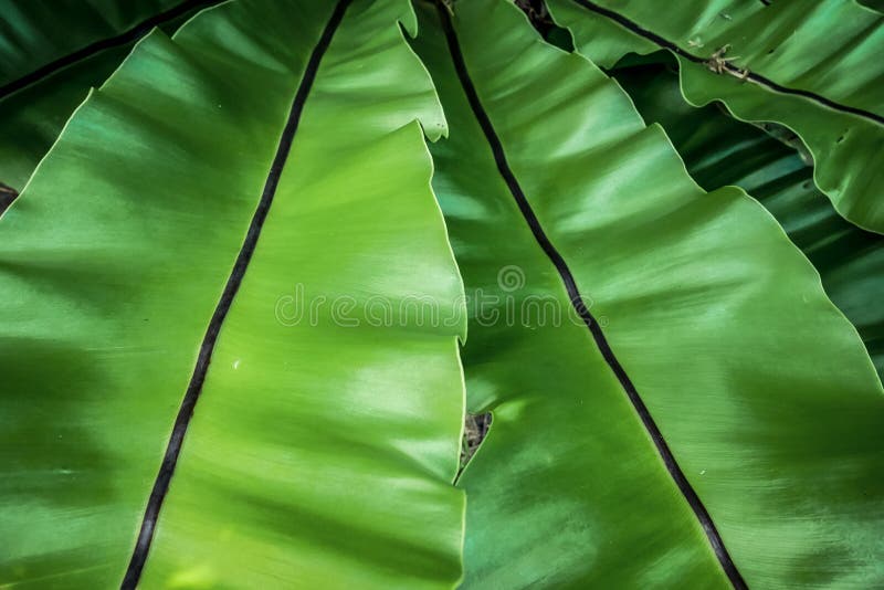 Beautiful natural background with tropical green leaf