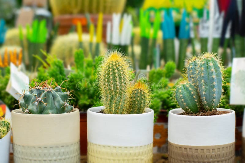 Set of Cactus and Succulent with Glued Immortelle Flowers, Home Decoration.  Different Types of Cacti, Potted Plant As a Gift Stock Photo - Image of  blossom, botanical: 234664864