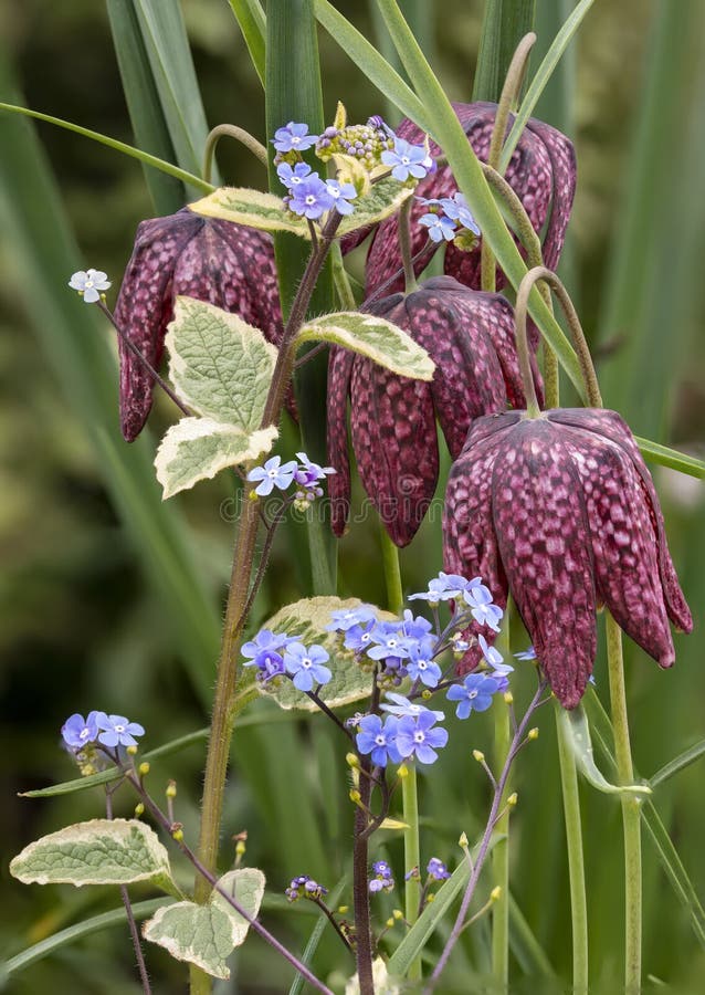 Beautiful natural history portrait image of Snake Head Fritillary Fritillaria Meleagris in bright Spring sunshine stock photography Beautiful natural history portrait image of Snake Head Fritillary Fritillaria Meleagris in bright Spring sunshine stock photography
