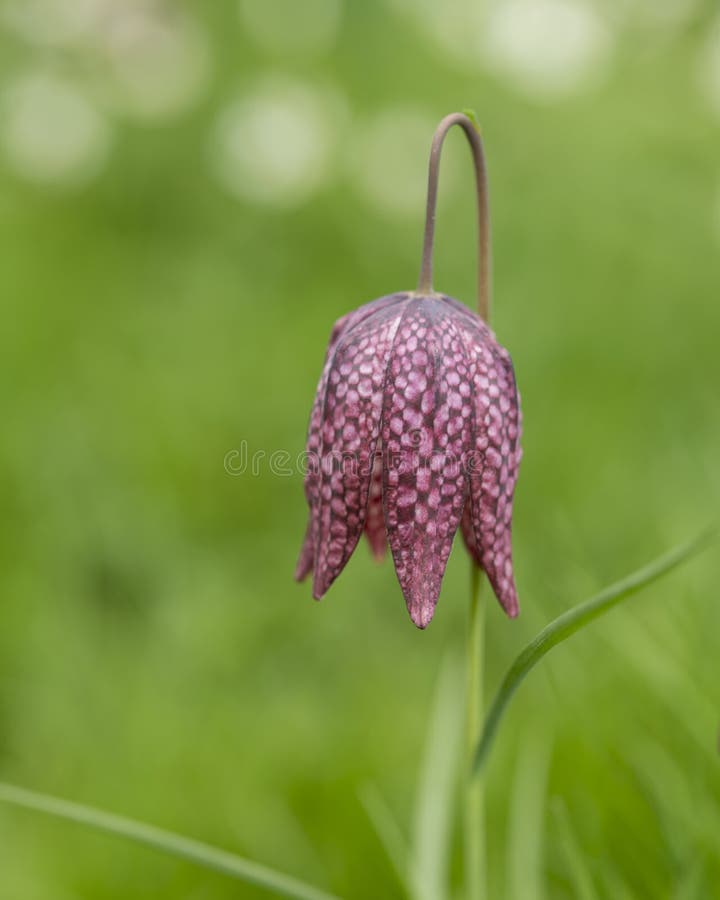 Beautiful natural history portrait image of Snake Head Fritillary Fritillaria Meleagris in bright Spring sunshine stock photography Beautiful natural history portrait image of Snake Head Fritillary Fritillaria Meleagris in bright Spring sunshine stock photography