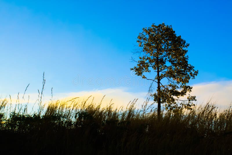 Beautiful Natural Landscape View Tree Blue Sky Land Stock Image Image
