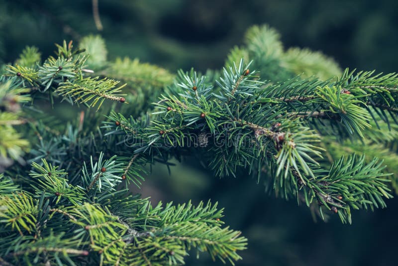 Natural Pine Branch Covered with Dew at the Botanical Garden Stock