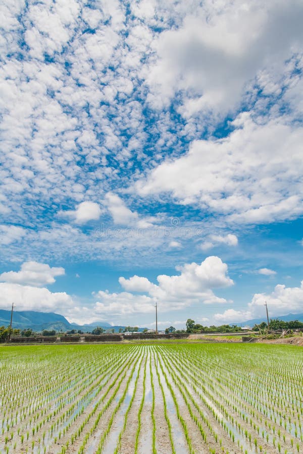 Reflection of Paddy Fields, Beautiful Natural Scenery of Green Rice ...