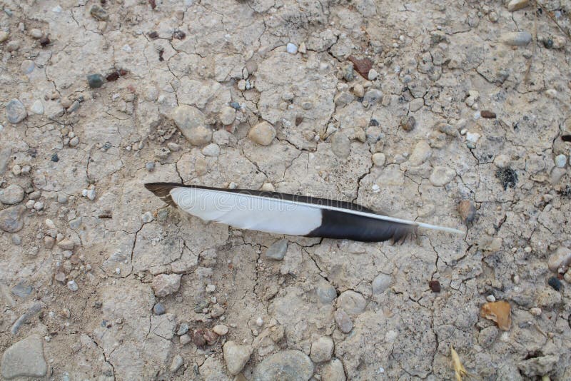 Beautiful and natural severed bird feather royalty free stock photo Beautiful and natural severed bird feather royalty free stock photo