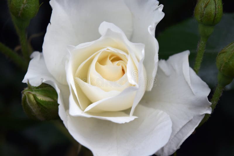 Beautiful Natural White Roses Stock Photo Image of beautiful, bloom