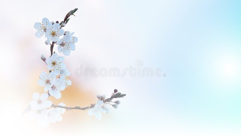 Beautiful Nature.Art Photography.Flowers,design.Creative Spring White Background.Natural Wallpaper.Copy Space.Web Banner,tree.Sky.