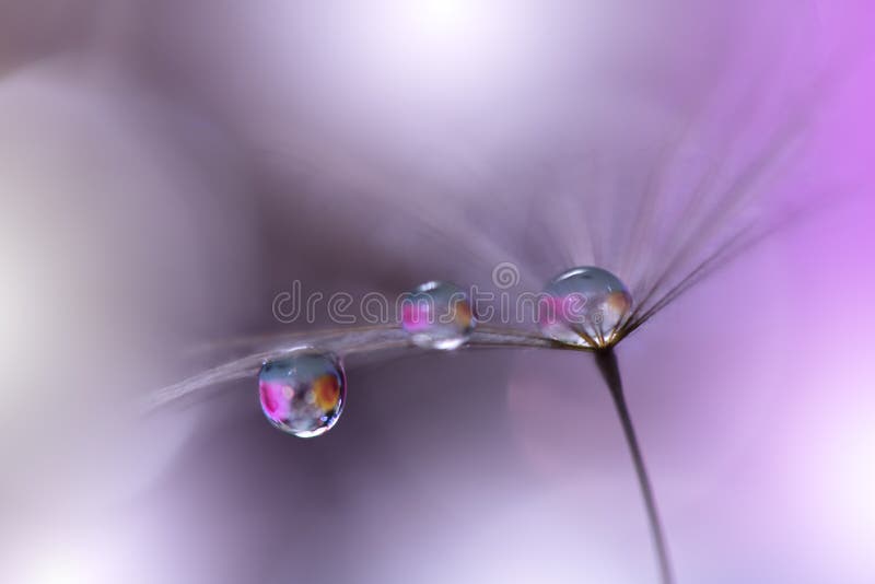 Beautiful Nature Artistic Macro Amazing Floral ,dandelion. Stock Photo - Image of colorful, dandelion: 149933306 Beautiful Nature Artistic Macro Amazing Floral ,dandelion. Stock Photo - Image of colorful, dandelion: 149933306