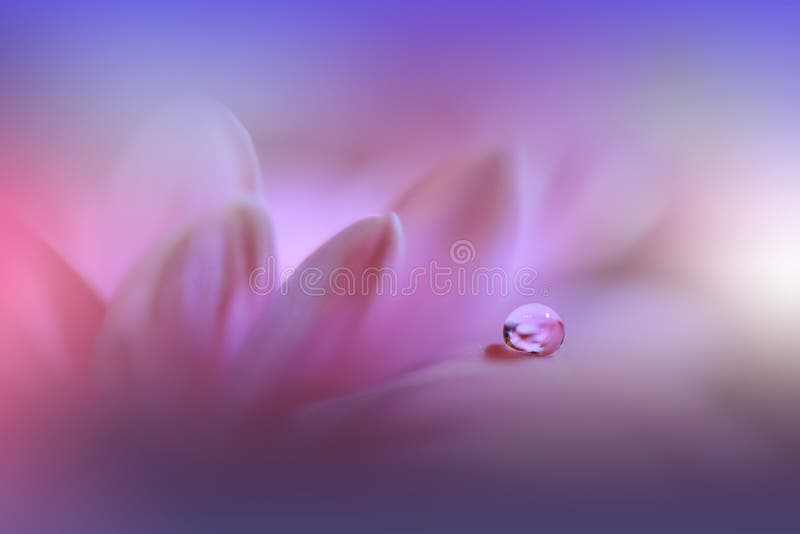 Blue close up Hydrangea flowers water drops HD phone wallpaper  Pxfuel
