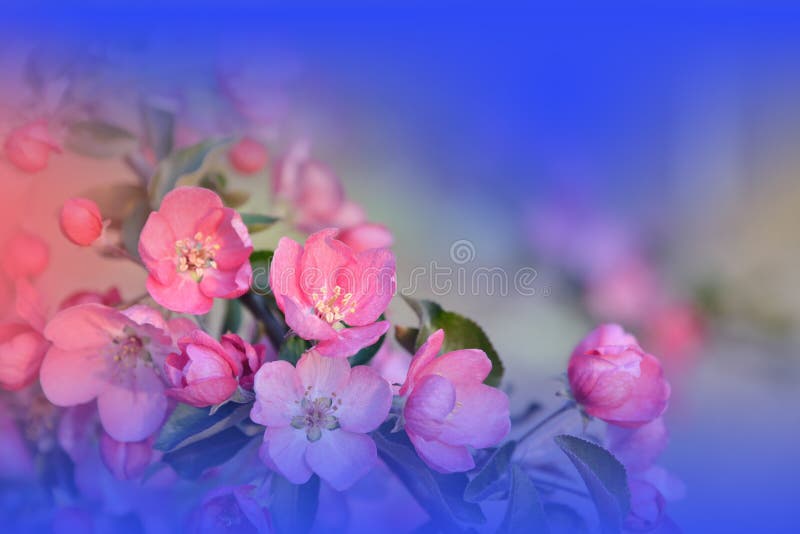 Beautiful Nature  ,     Flower. Stock Image - Image of  color, bokeh: 174320373