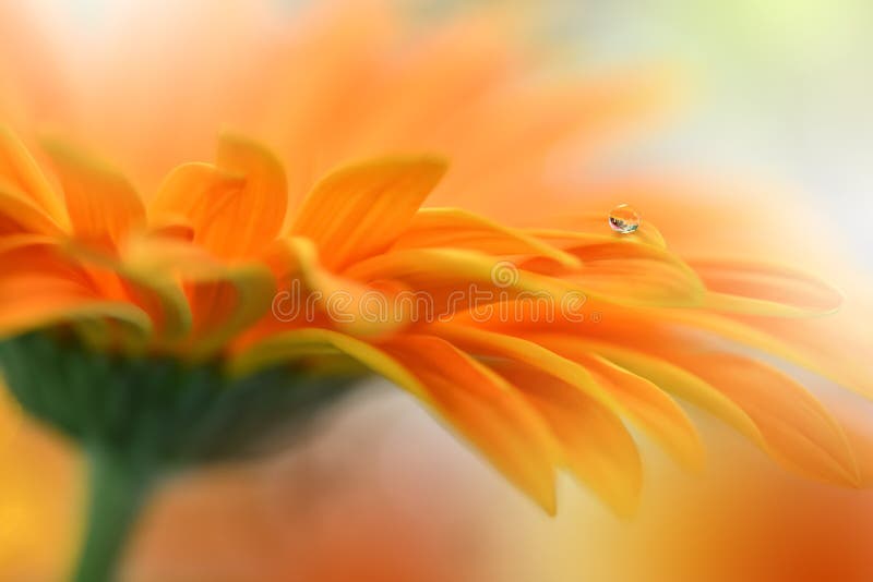 Beautiful Nature Background.Abstract Wallpaper.Celebration,love.Holidays.Summer Flowers.Art Design.Spring Flower.Orange Colors.