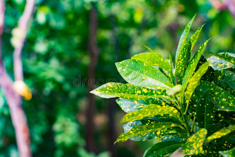 The beautiful nature background of garden tree or Ornamental plants. Green leaves mix with yellow point. Close Up of image in blur.