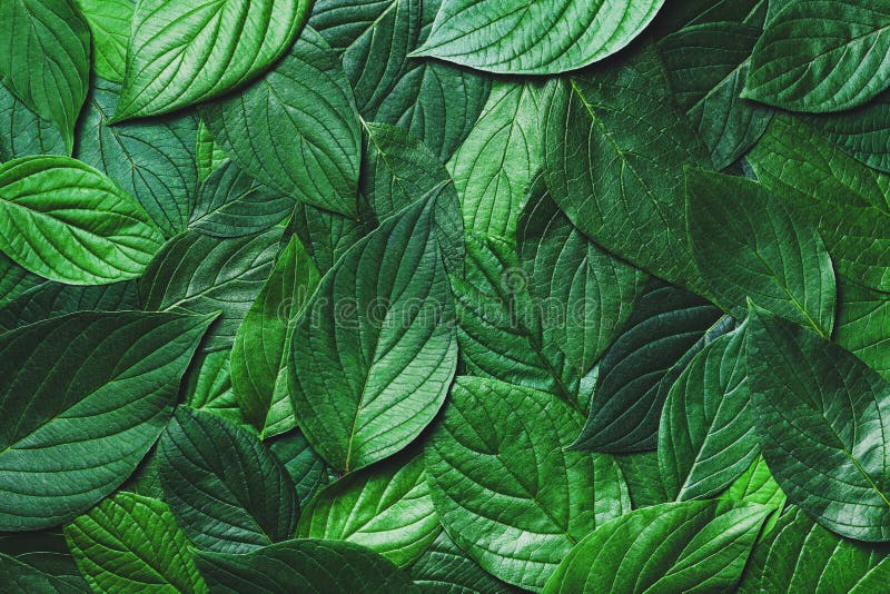 Beautiful nature background of green leaves with detailed texture. Greenery top view, closeup stock image