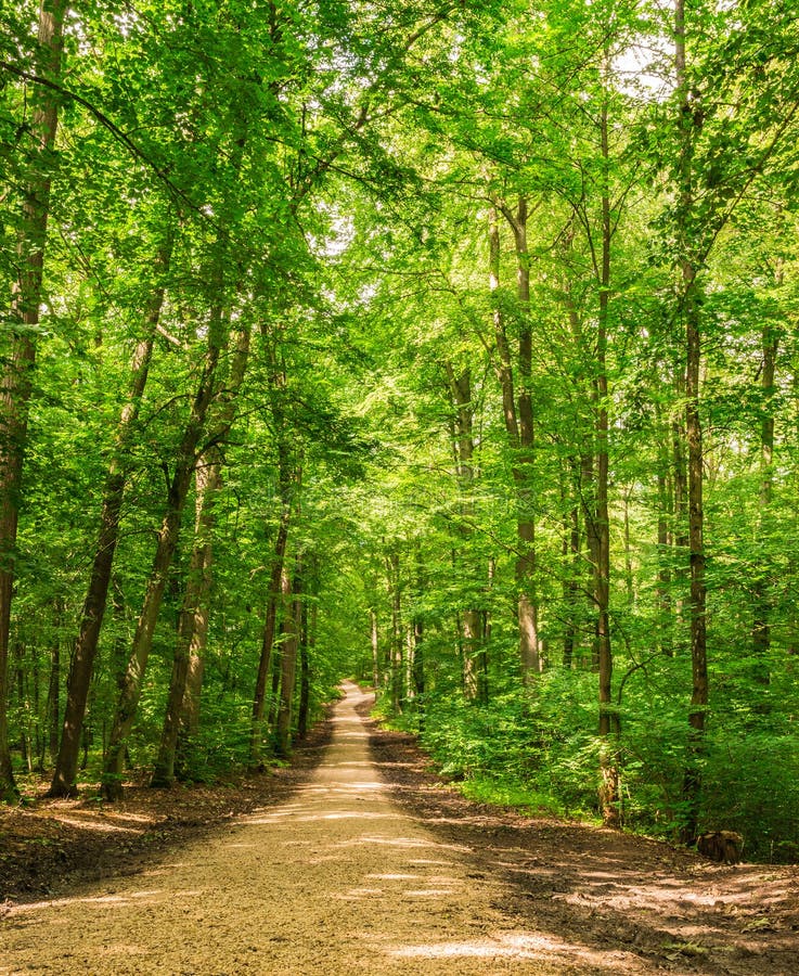 Beautiful Nature Background With Path In Green Forest Stock Photo ...