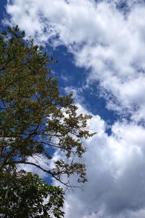 Beautiful Nature Blue Sky with Clouds and Trees, Stock Image - Image of  bright, heaven: 110344429