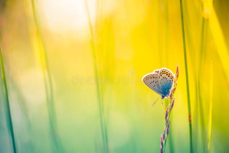 Beautiful nature close-up, summer flowers and butterfly under sunlight. Calm nature background