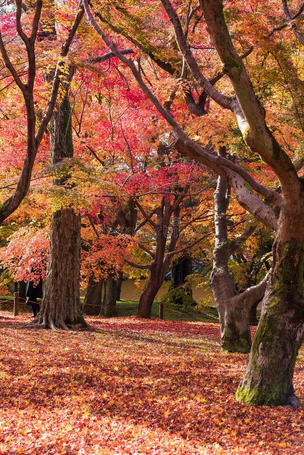 Beautiful Nature Colourful Tree Leaves in Japanese Zen Garden Stock ...