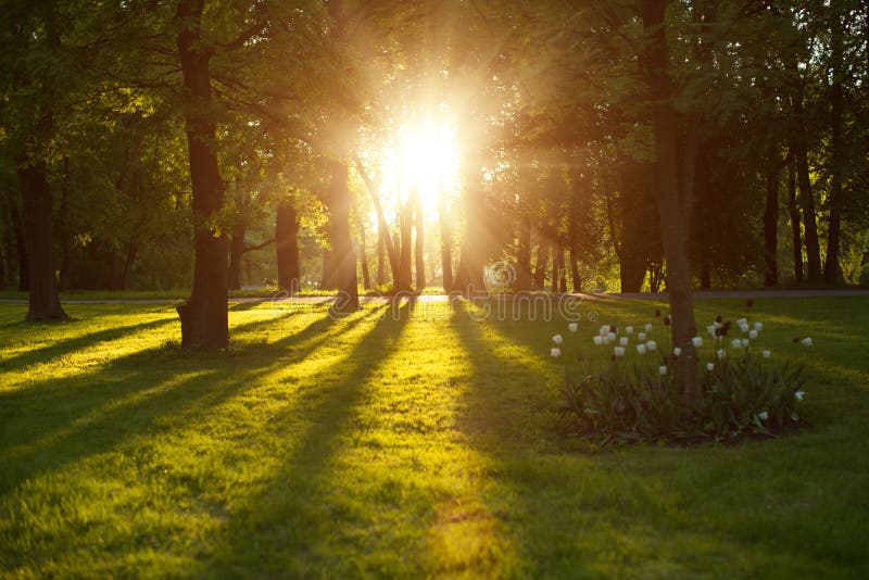 Beautiful Nature At Evening In Spring Forest Trees With Sun Ray Stock