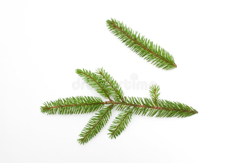 Nature fresh green fir tree branch on white background