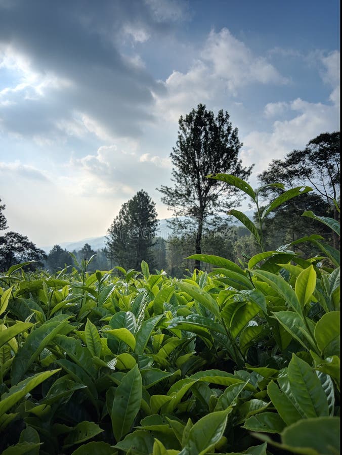 Beautiful of Nature Green Tea Stock Image Image of beautiful, pict