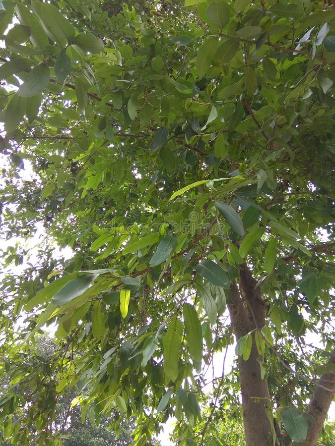 So beautiful Nature images royalty free stock photos