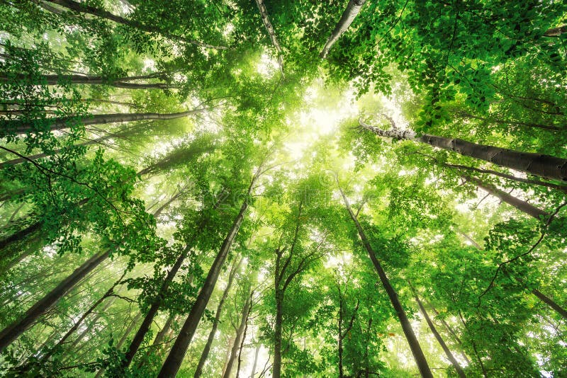 Bellissimo natura sul mattina nebbioso primavera foresta il sole raggi.