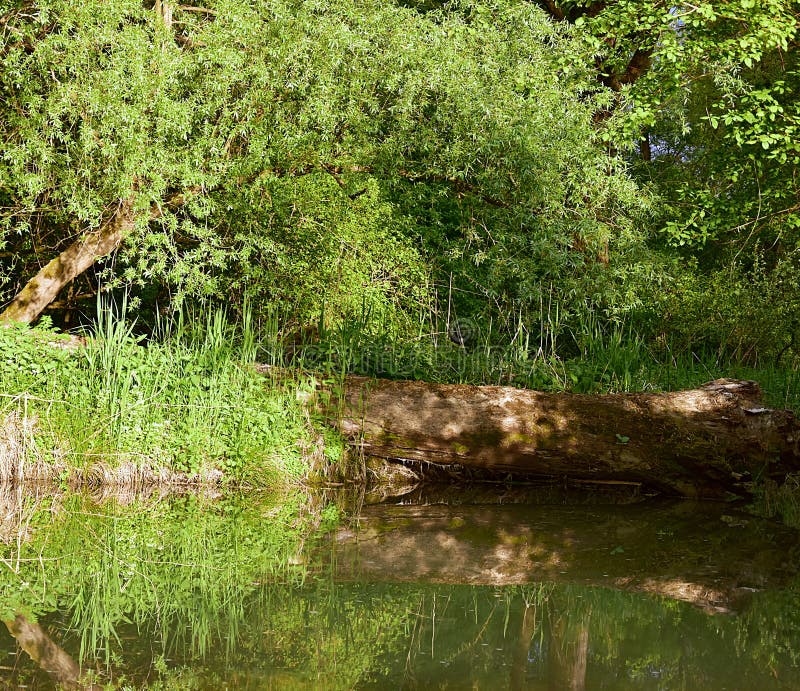 Beautiful nature - we must save it. Beautiful nature right before the sunset. An old big trunk with grass... and his reflection in the pond. International Day royalty free stock images Beautiful nature - we must save it. Beautiful nature right before the sunset. An old big trunk with grass... and his reflection in the pond. International Day royalty free stock images