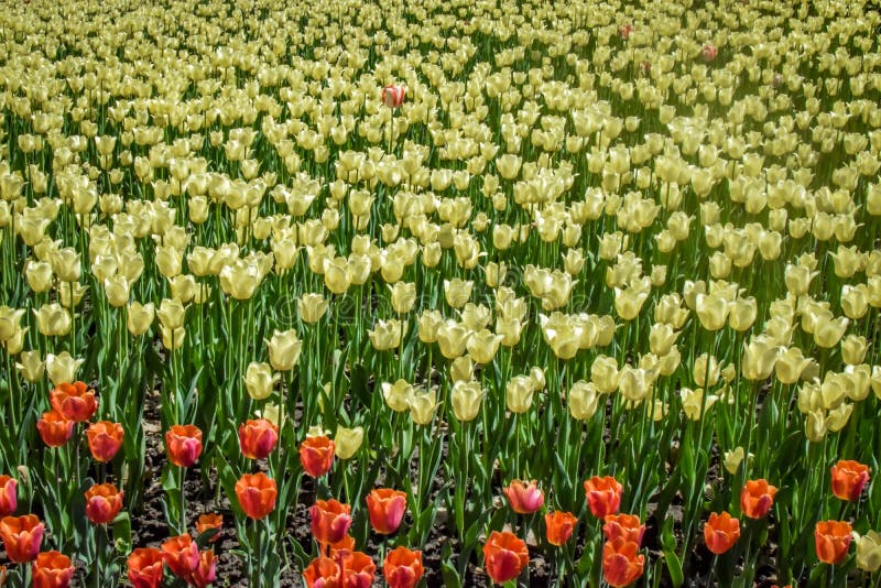 Beautiful Nature Scene with Blooming Red and Yellow Tulip Flowers stock photo Beautiful Nature Scene with Blooming Red and Yellow Tulip Flowers stock photo