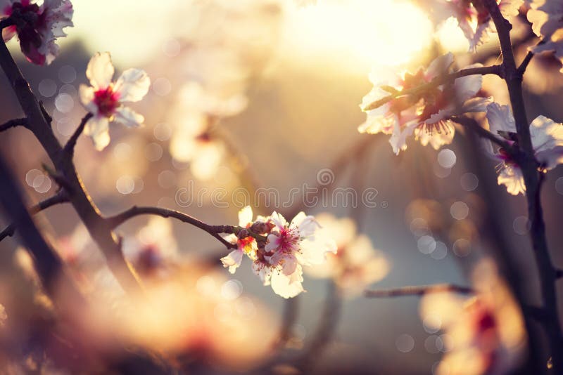 Beautiful nature scene with blooming tree royalty free stock images
