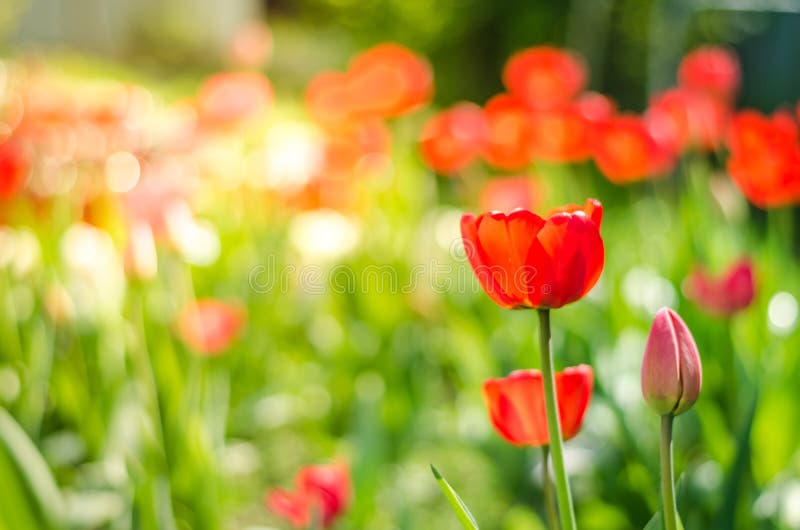 Beautiful nature scene with blooming tulip in sun flare /Beautiful meadow. Field flowers tulip