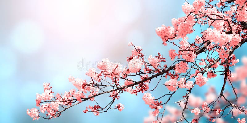 Beautiful Nature Spring Background with Sakura Flowers Stock Photo - Image  of flower, japanese: 173561078